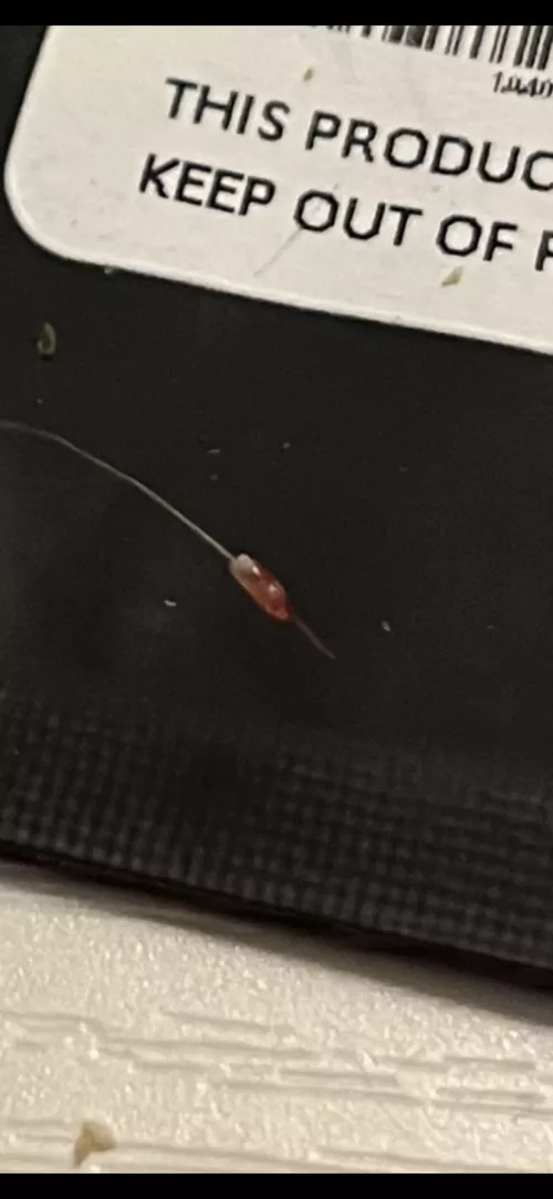 Pulled this little bastard out of my chest (nsfw: blood)