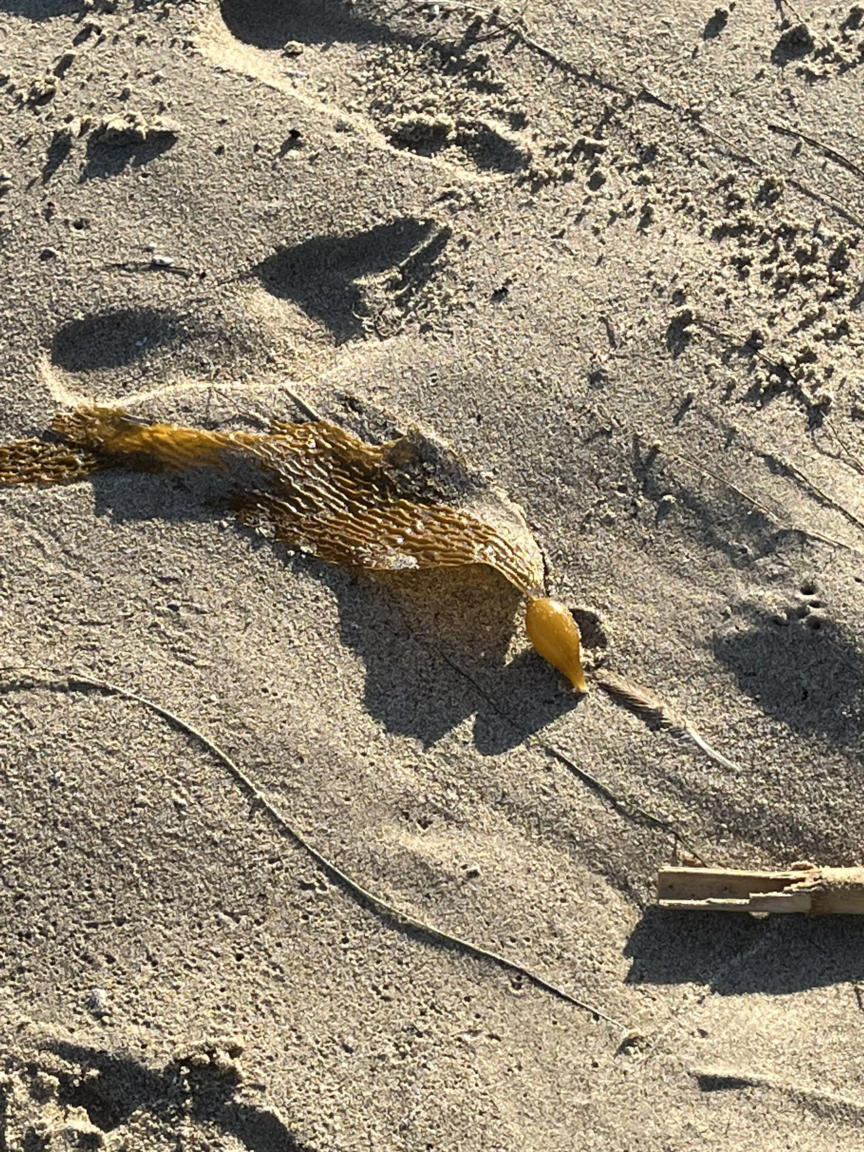 What is this carrot thing on the beach