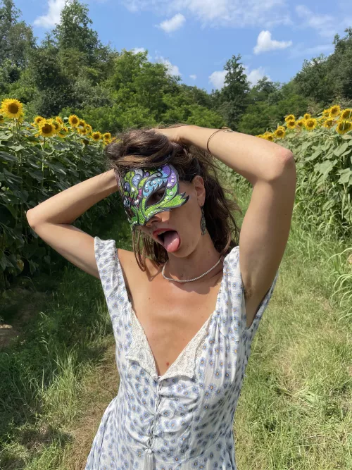 sunflowers mouths wide open to the sun