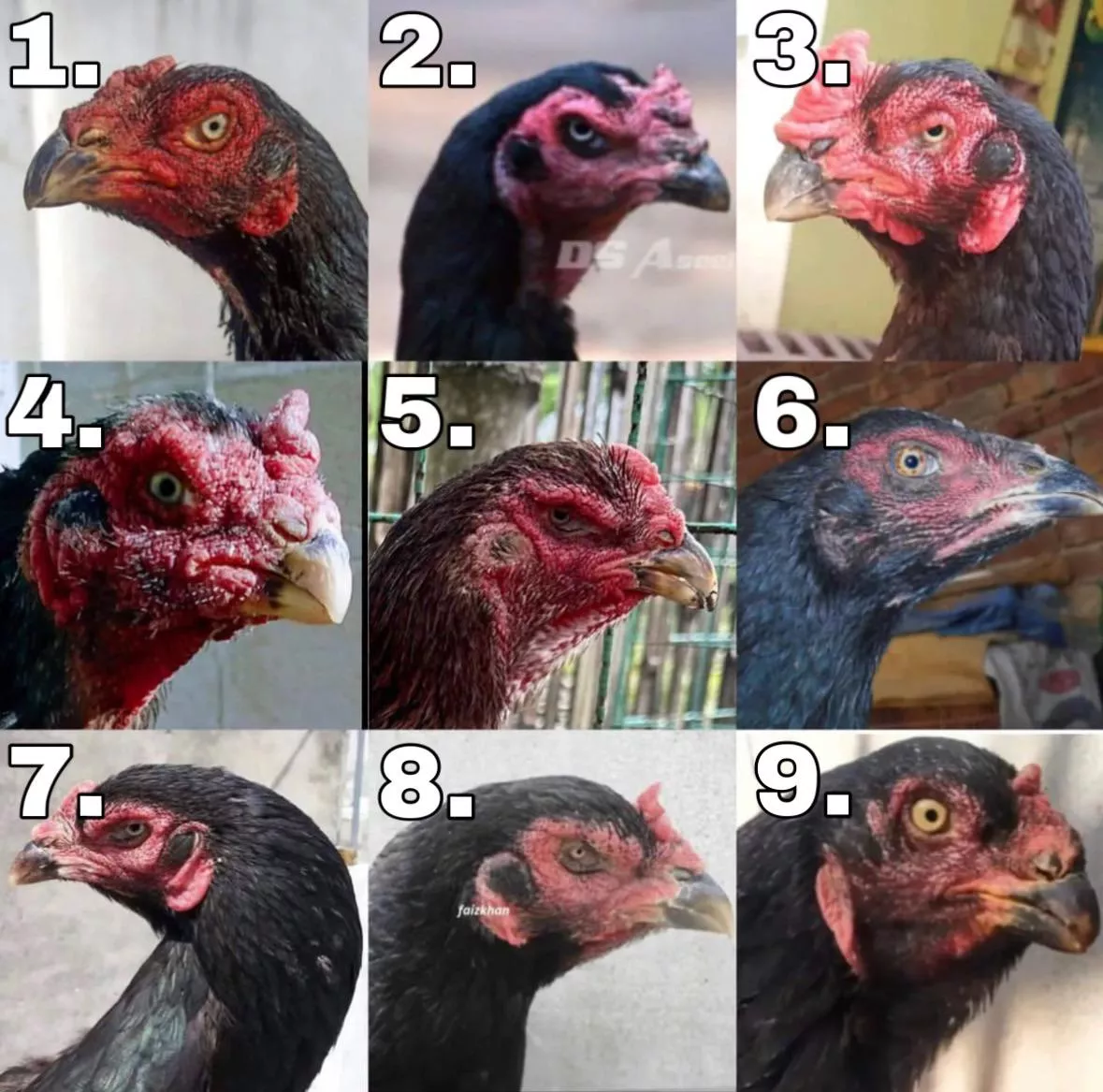 Which is your favourite?🤔