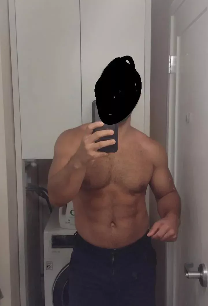 33 American bull in Dublin