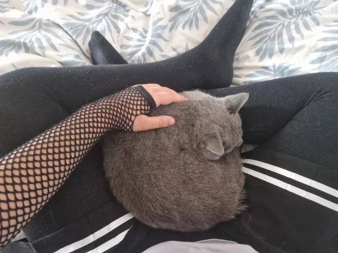 You a cat or dog person?