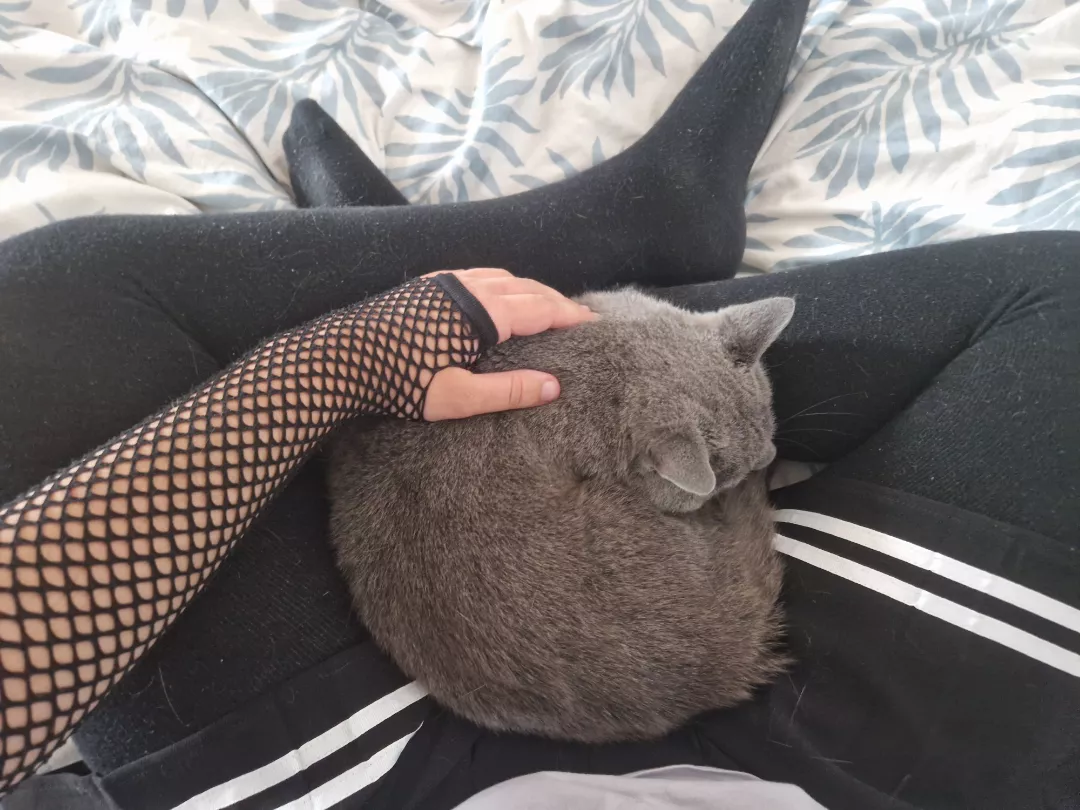 You a cat or dog person?