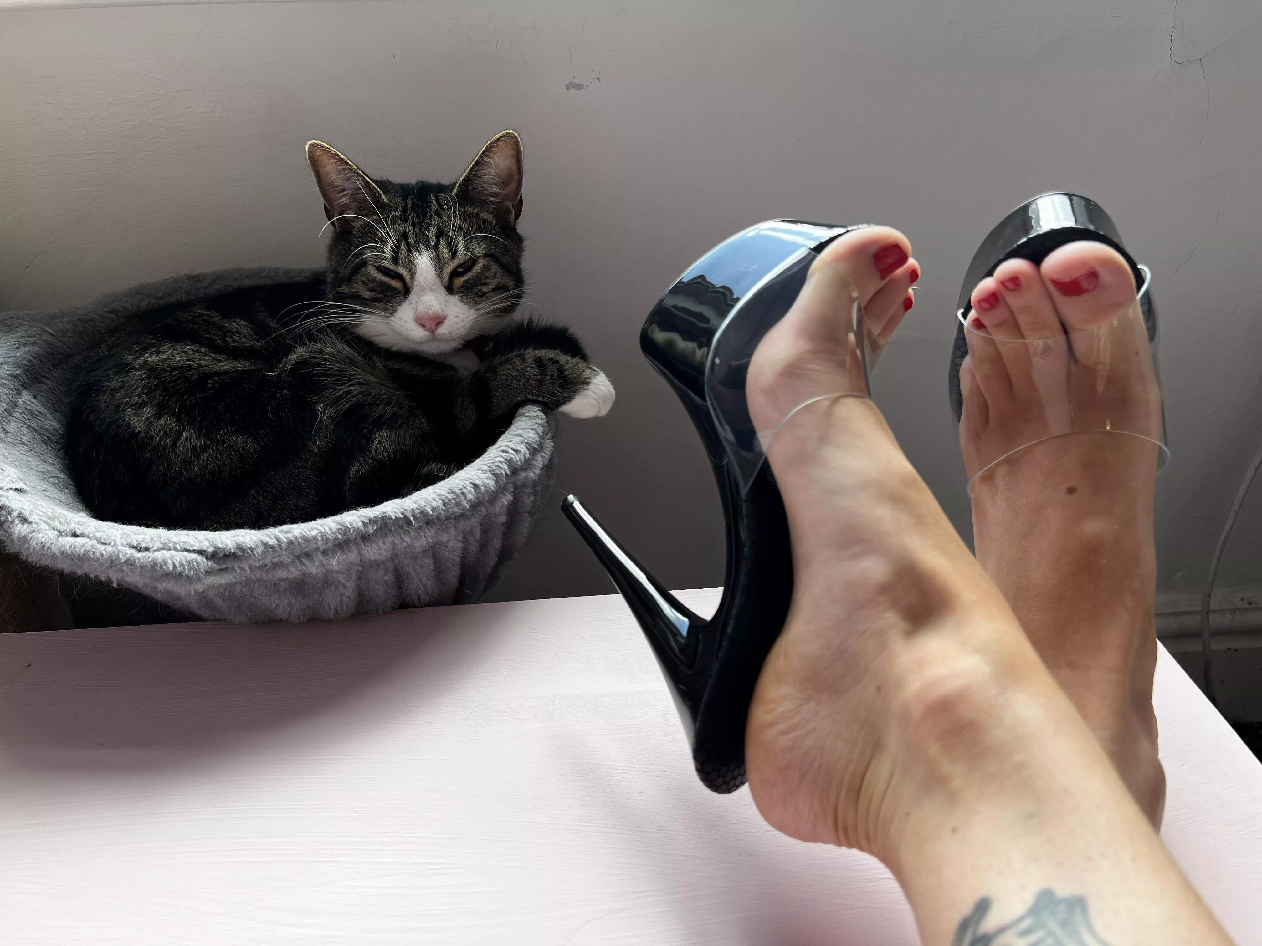 Categorically not impressed