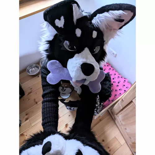 No take!! Only throw.🦴