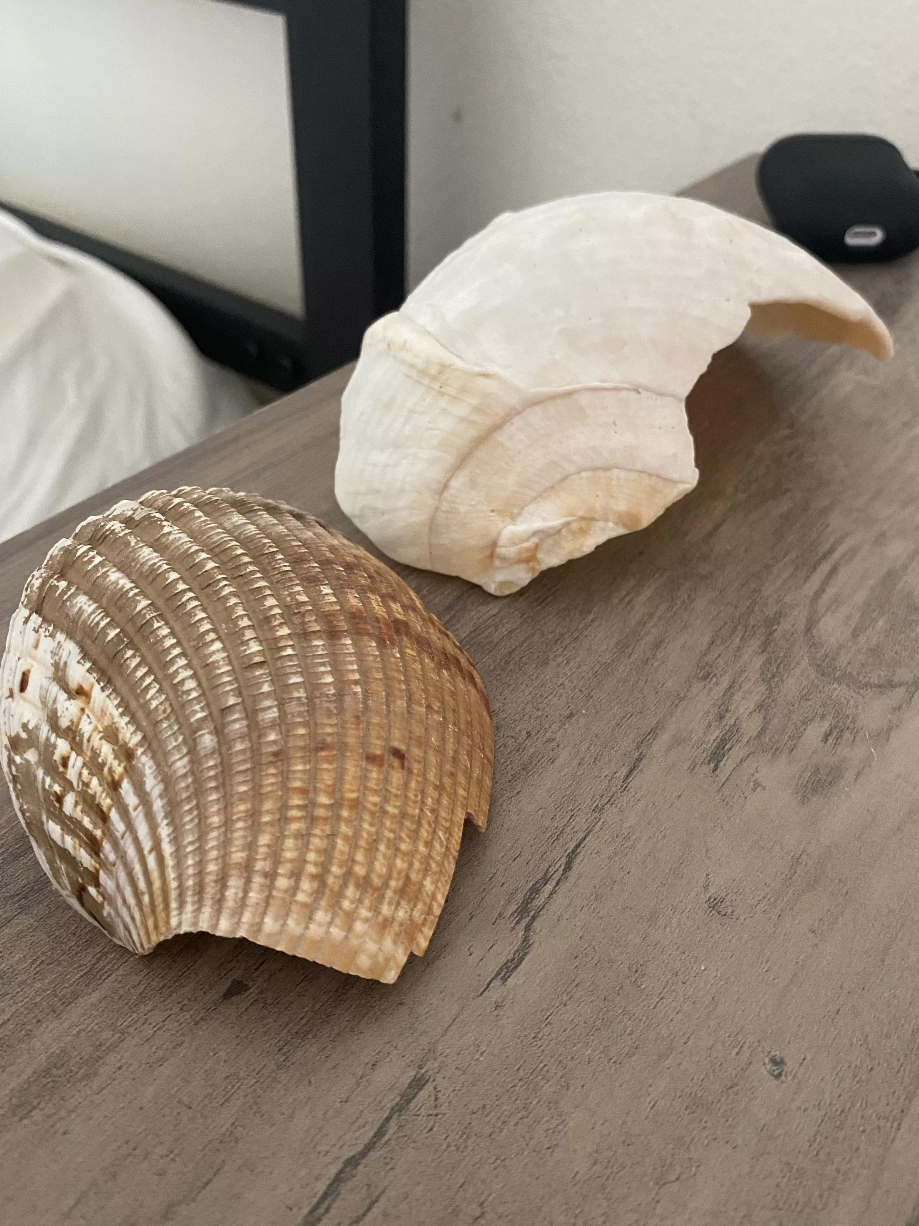 Which shell is better brown or white .
