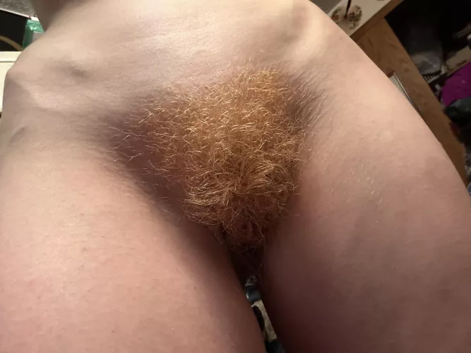 Redhead Bush that hasn’t been trimmed since May!