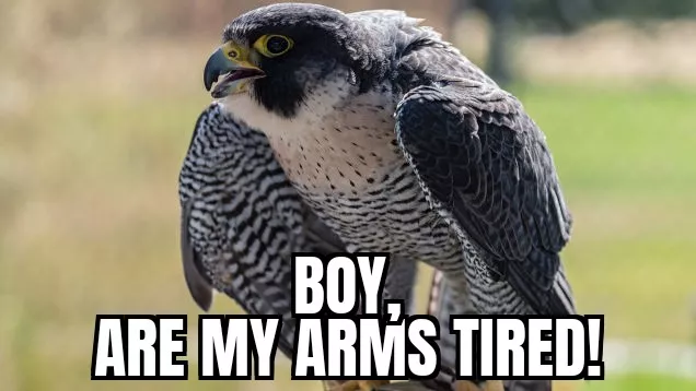 when your mistress has a huge dick