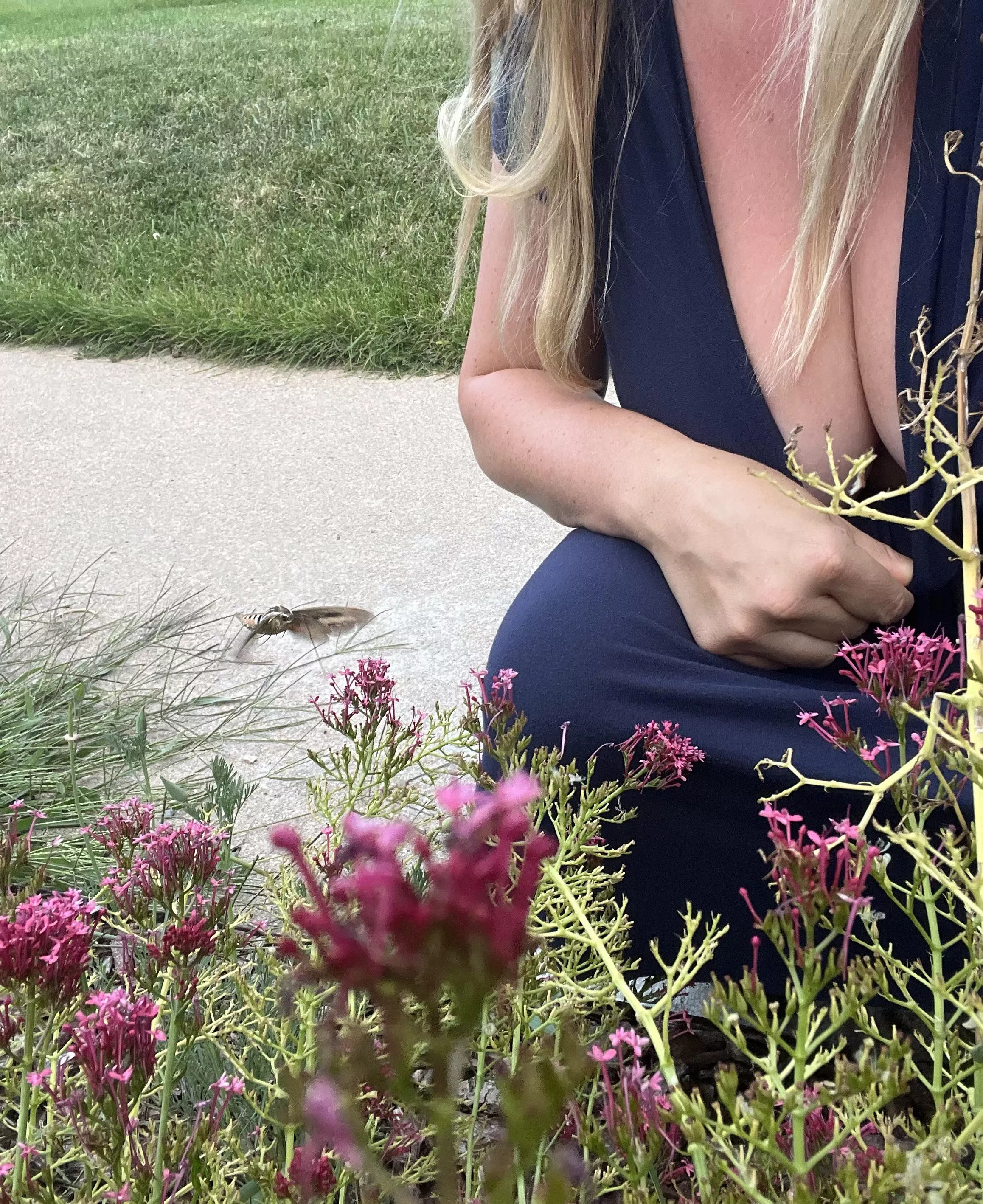 This hummingbird moth is so cool! Apparently he is a whitelined sphinx. He had quite the proboscis.