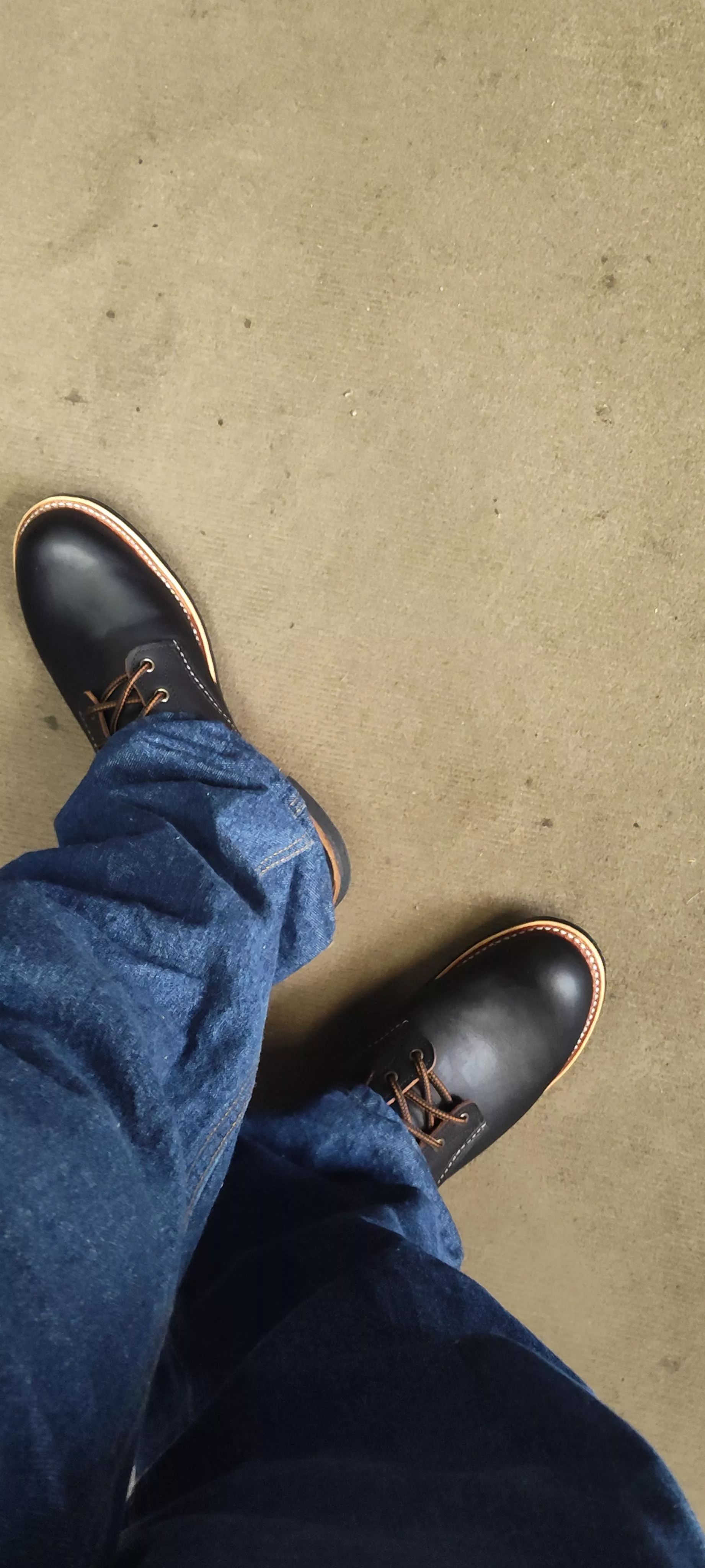 Redwing blacksmith in prairie black tea-core 1 hour old