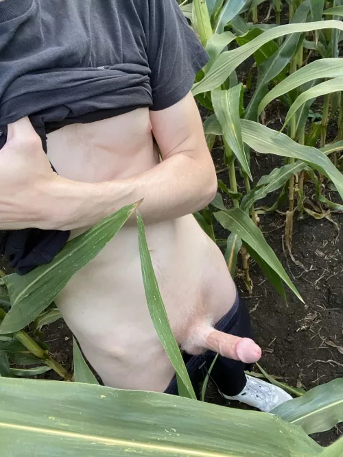 Corn field flashing