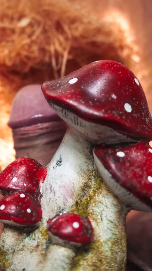 Is mushroom season, are you ready ? 🍄