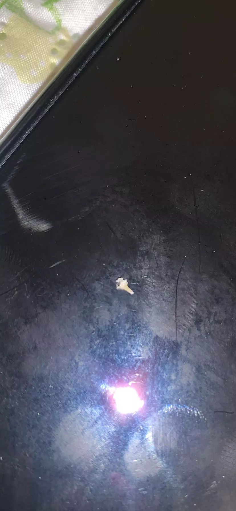 This blackhead that took two of us to pull out of my mom’s back