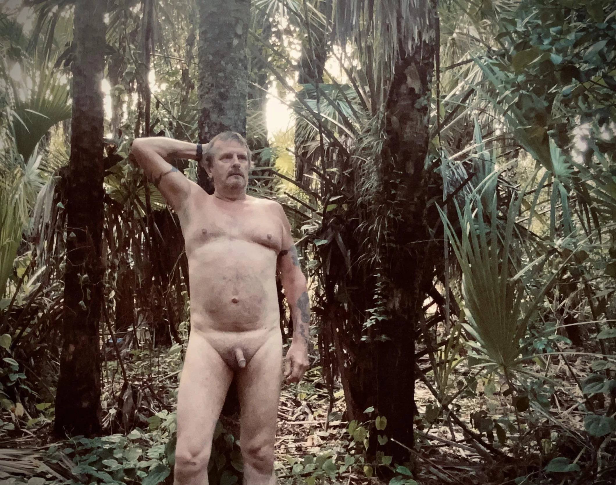 Forest through the trees