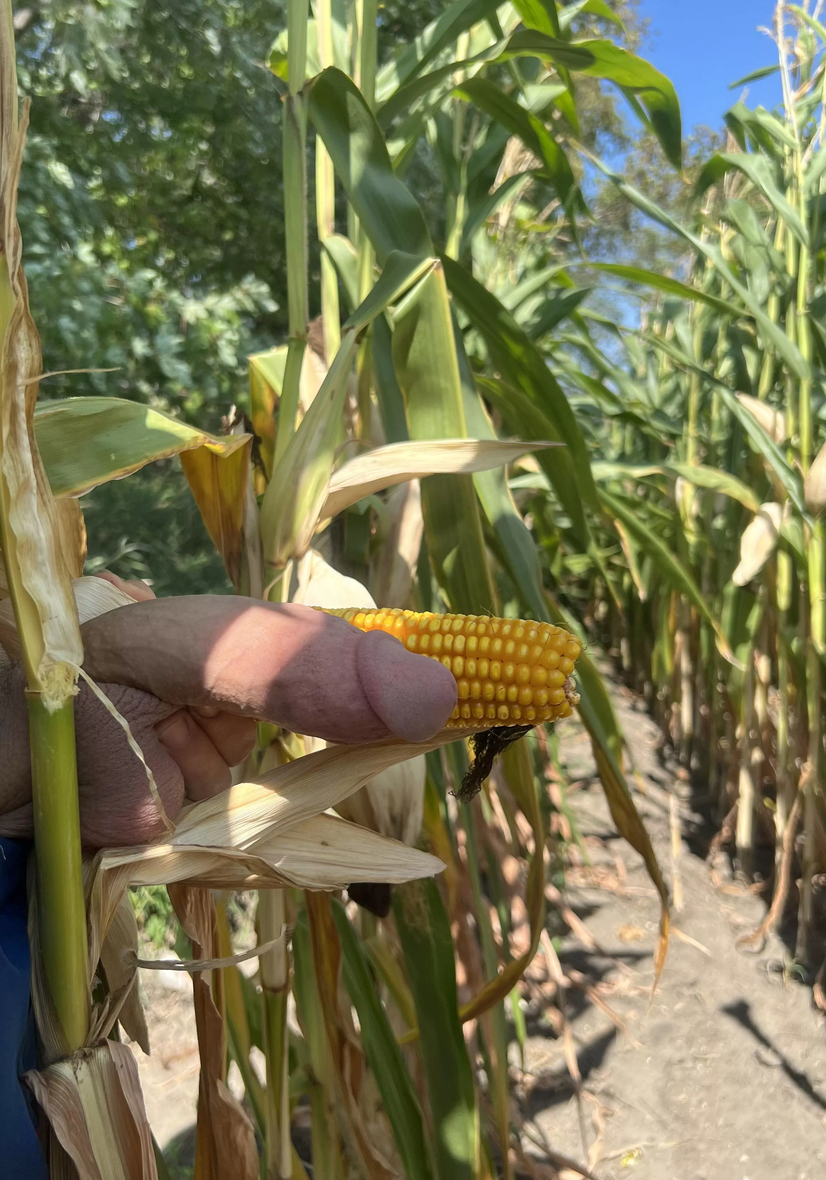 [27]Just me and my corn