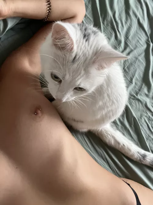 my kitty wants to be touched by you