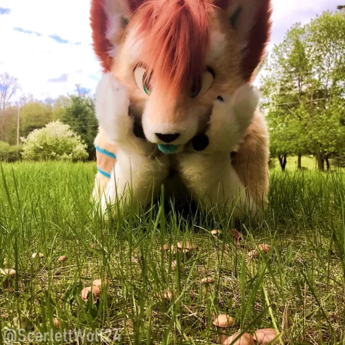 Happy Fursuit Friday! It’s Mushroom Season! 🍄🍄🍂