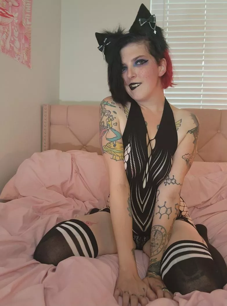 This naughty kitty is back.