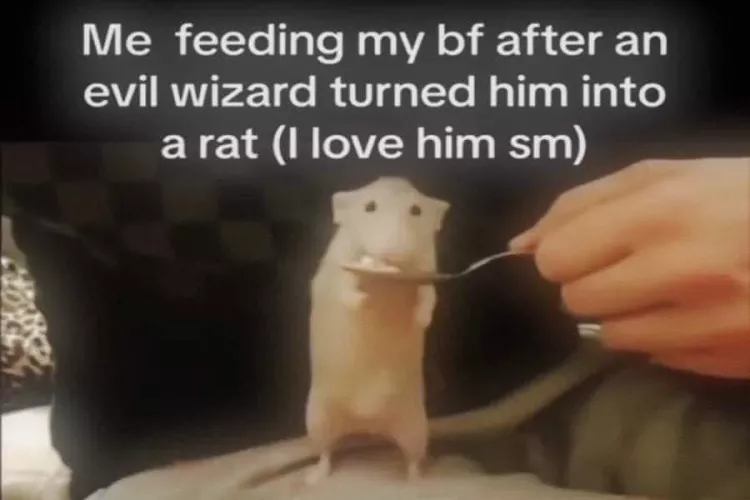 How did you choose your animal for being your fursona?