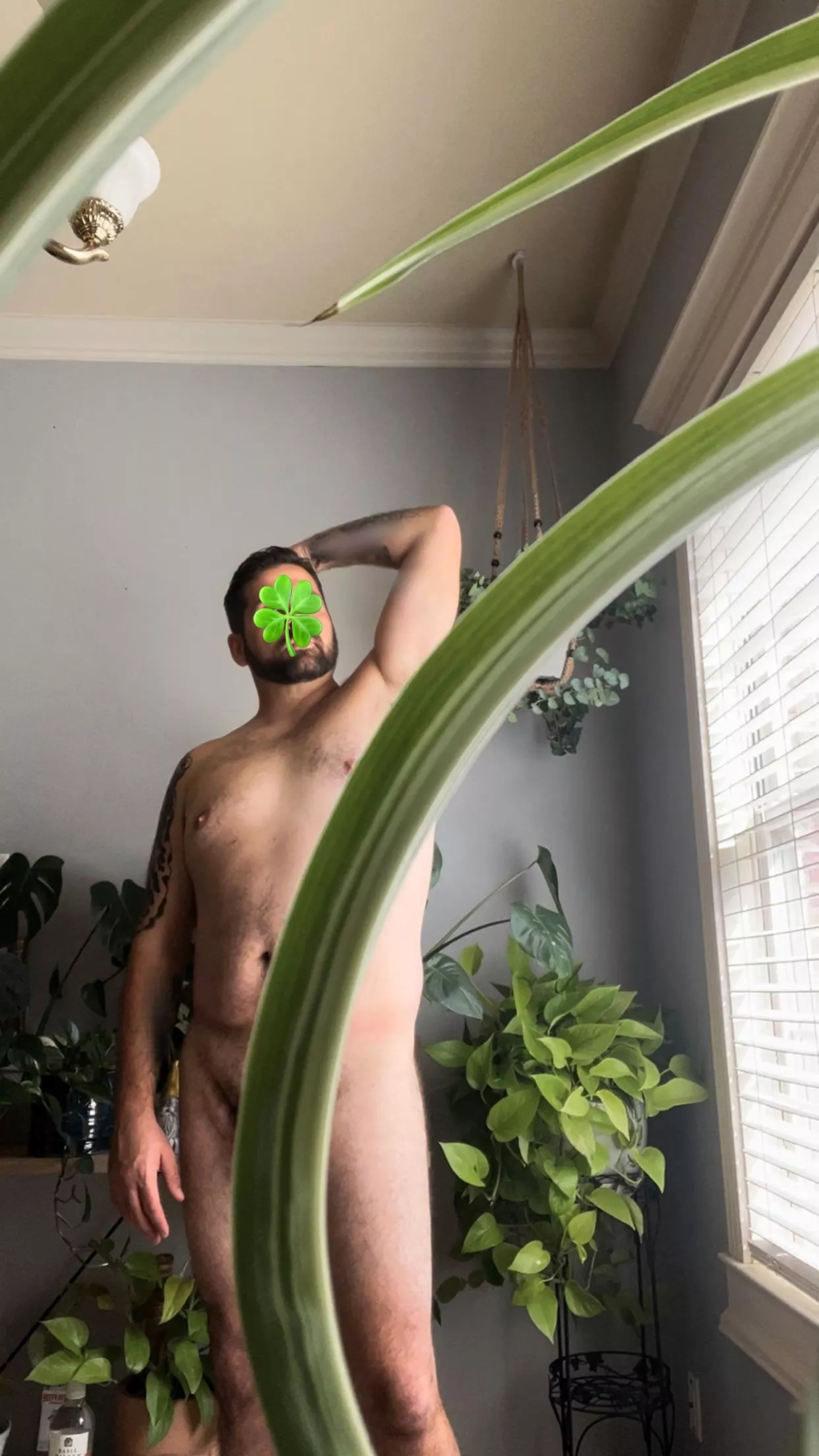 [36] A well place spider plant.