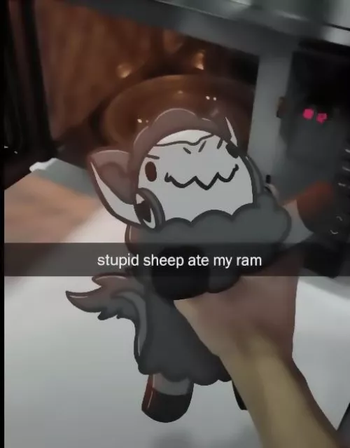 Stupid sheep