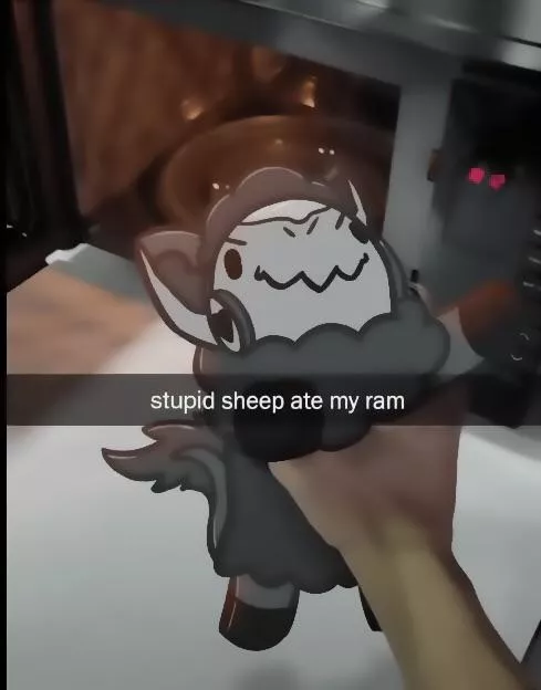 Stupid sheep