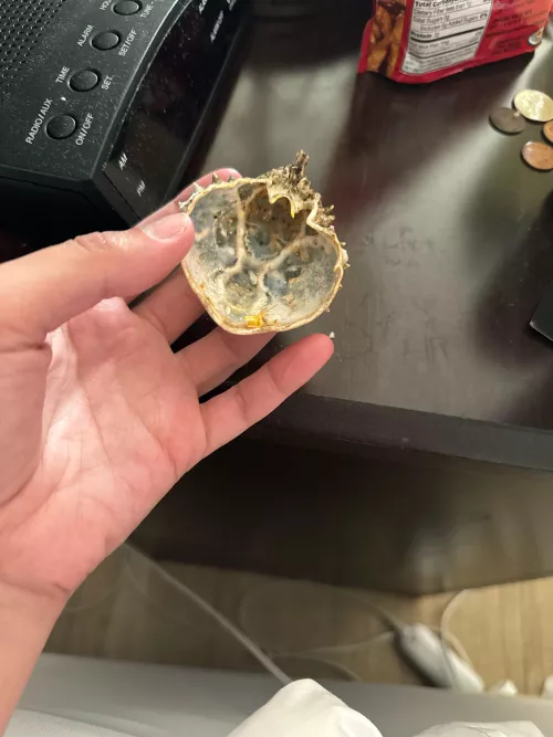 Found on Florida beach