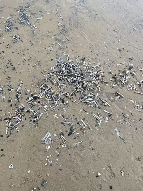 Why did a load of shells and starfish all wash up at this one point on the beach? Many dead starfish and crabs just at this point