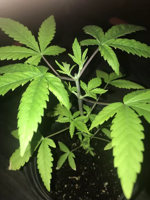 Purple weed stems and yellowing lower leaves after top??