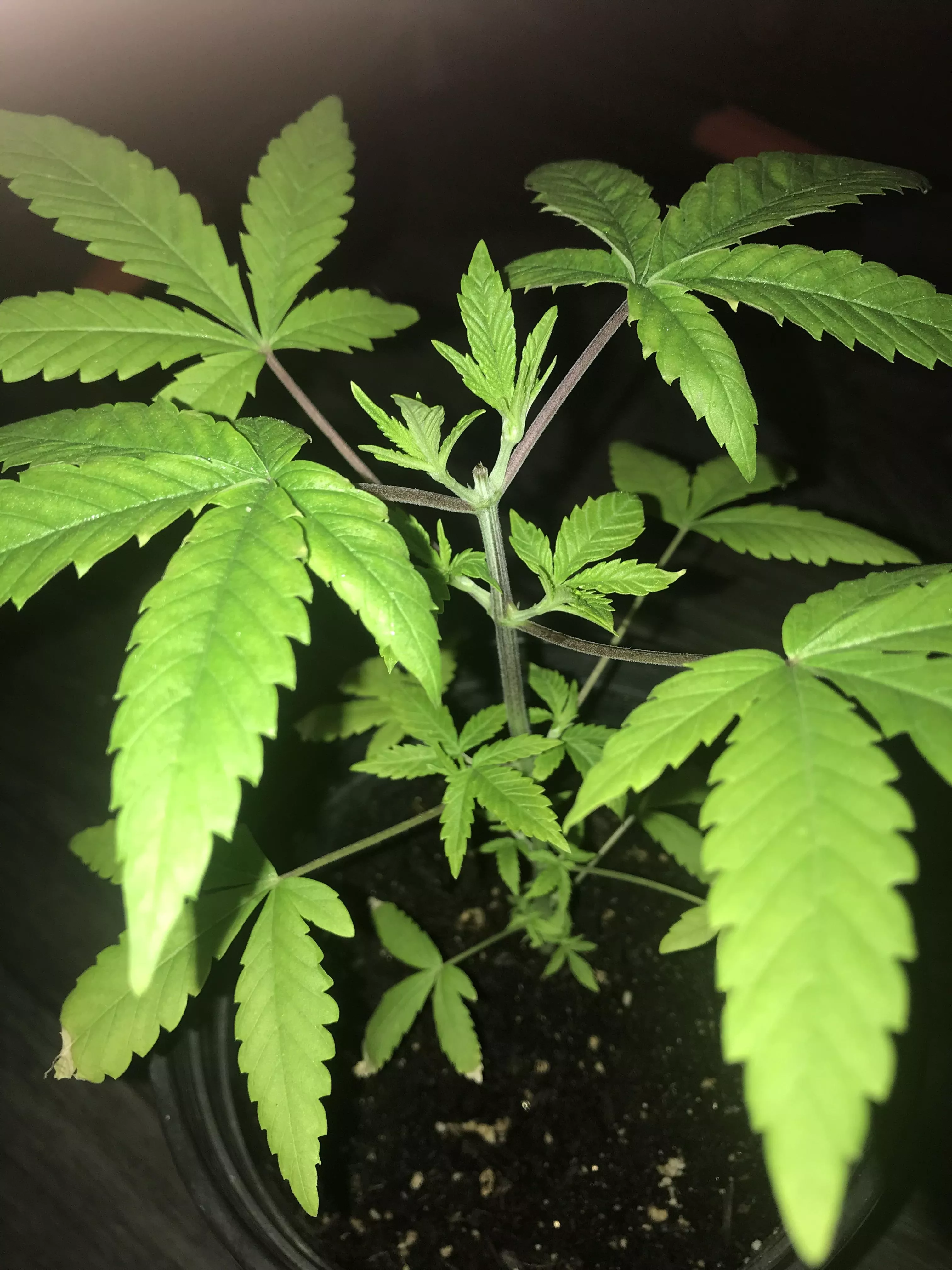 Purple weed stems and yellowing lower leaves after top??