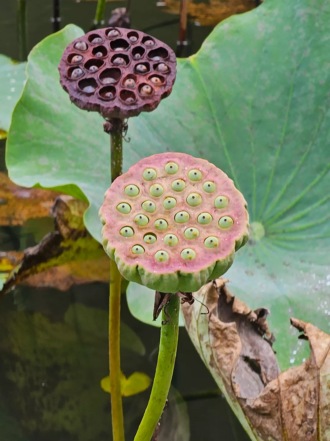 Lotus Seed Pod at Botanical Garden