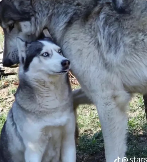 Idk why but this husky next to a wolf reminded me of this sub.
