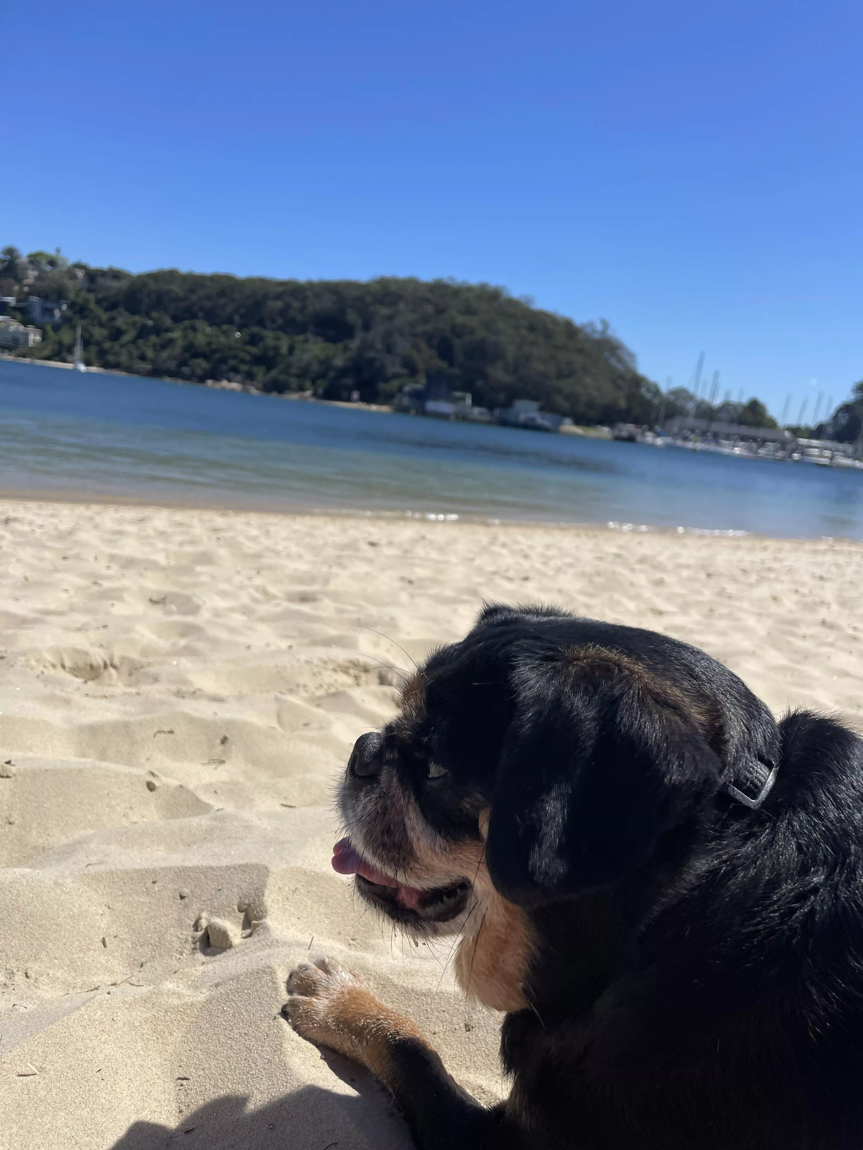 Ralph the pugalier chillin in syd Australia