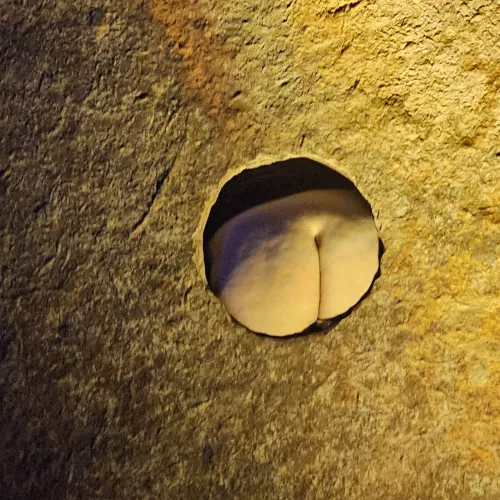 Butt hole?