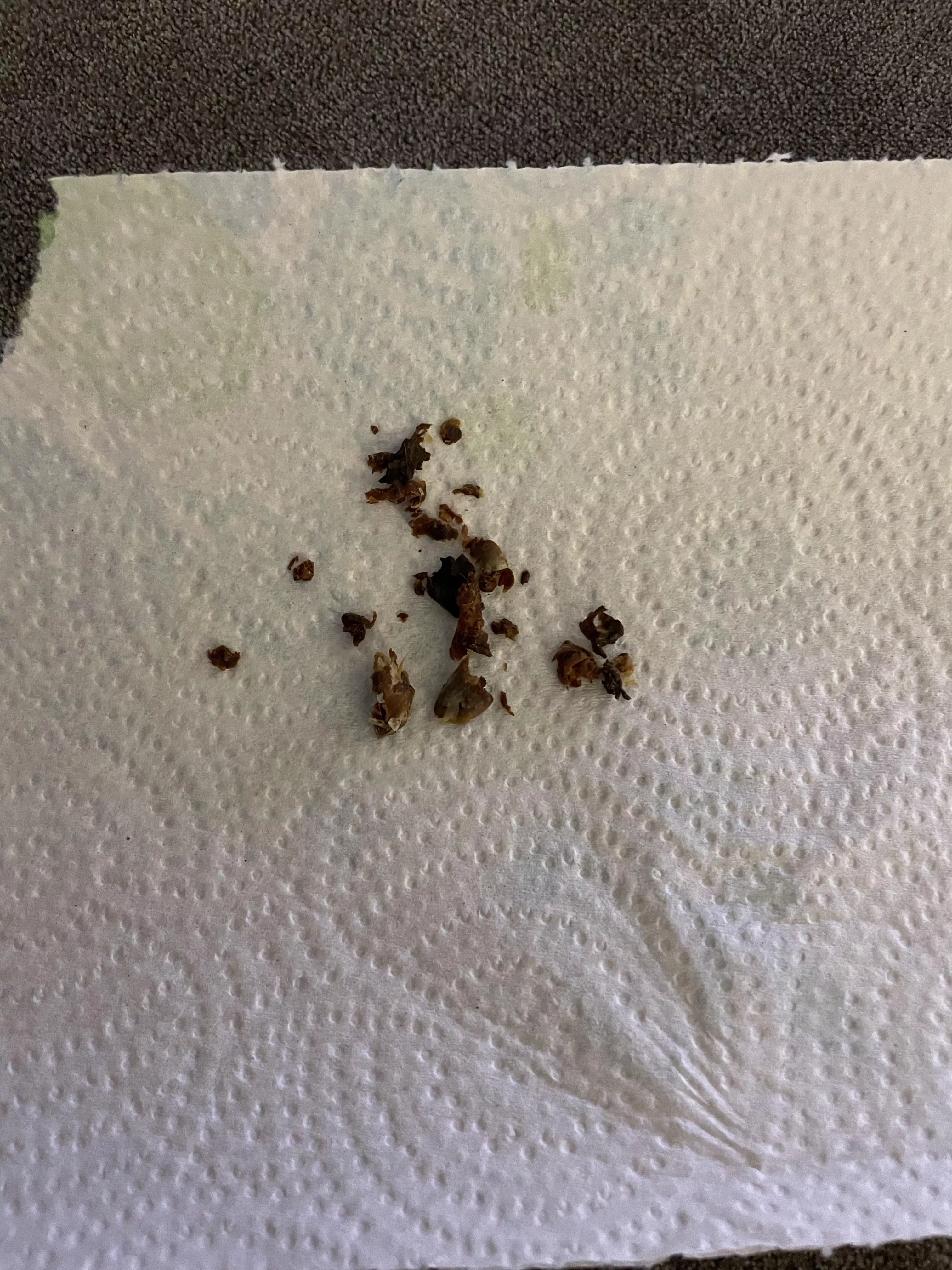 Boyfriend's earwax....it's as old and hard as it looks!