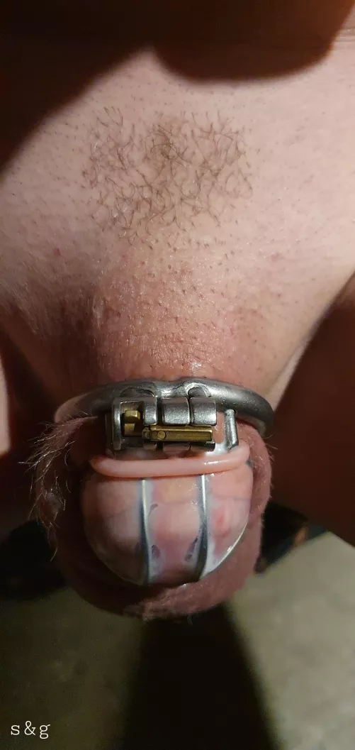 Hubby's pathetic caged pp coated in preparation h and emla cream put in a condom to marinate. And considering making him completely pussy free