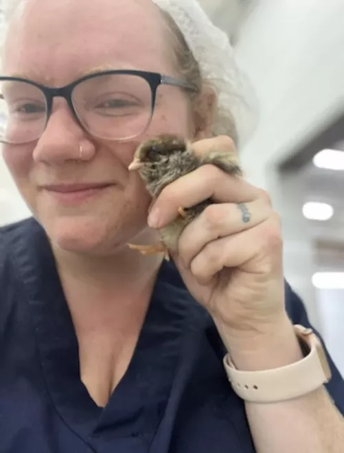 A couple cute chicks 🐥