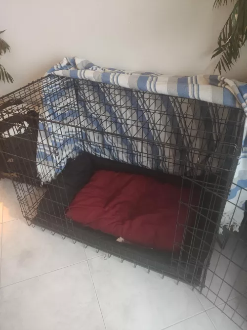 I have a nice cage for a bad girl.