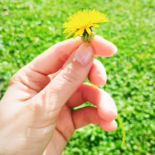 Dandelion on a sunny day