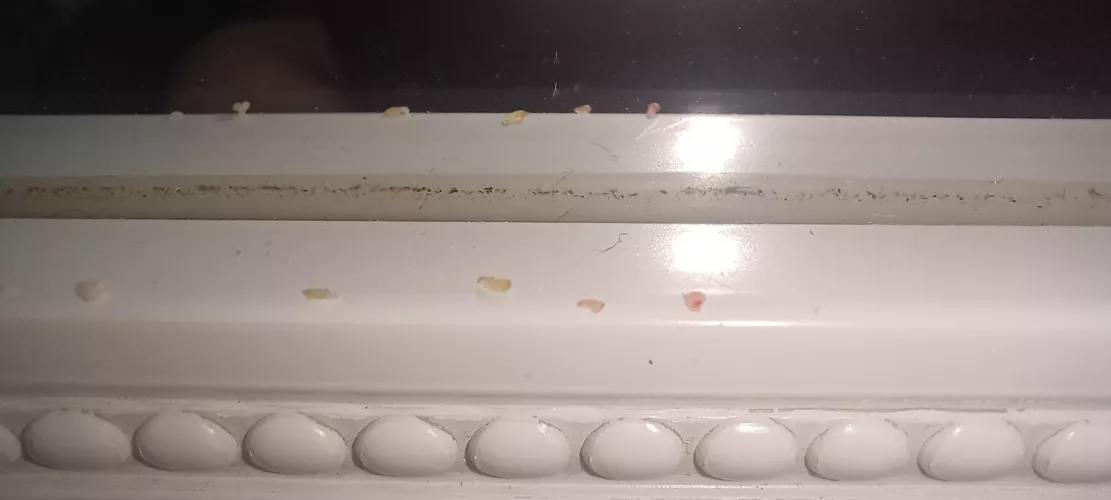 Just shaved my mustache off for the first time in months. Apparently, I've been harboring these fugitives right on my upper lip.