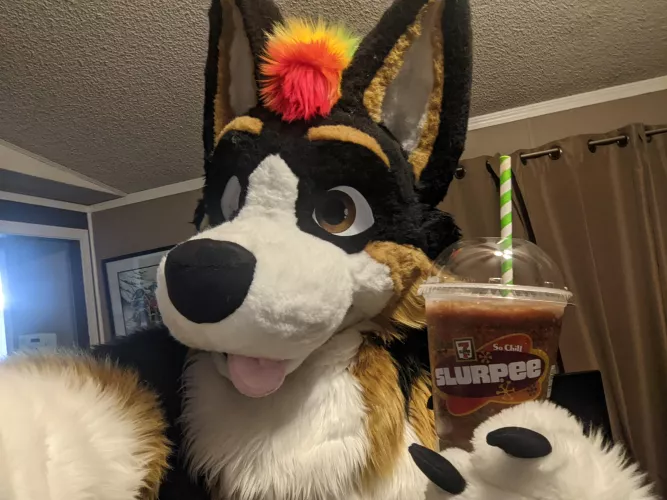 My first fursuit Friday here!