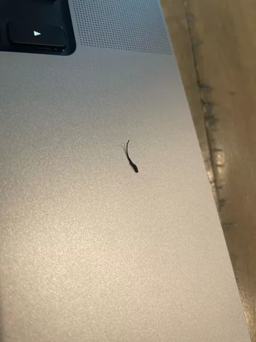 Pulled this bad boy off my beard this morning.