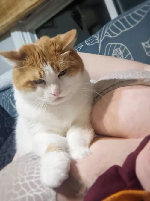 My kitty found the softest pillows in the house!