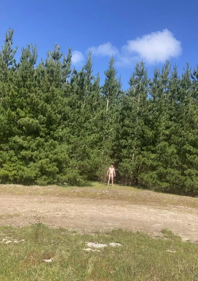 Afternoon walk in the pines