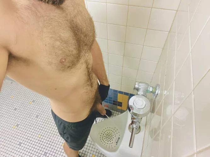 🐷 where are the pigs ?