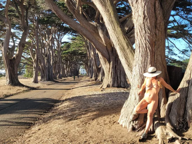 Cypress Tree Tunnel for TPT