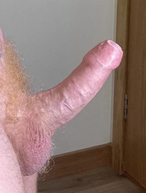 Hairy Ginger cock with its head fully covered up.