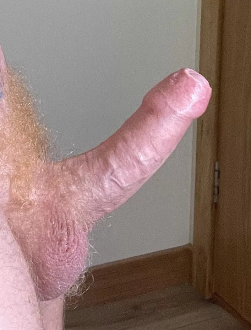 Hairy Ginger cock with its head fully covered up.