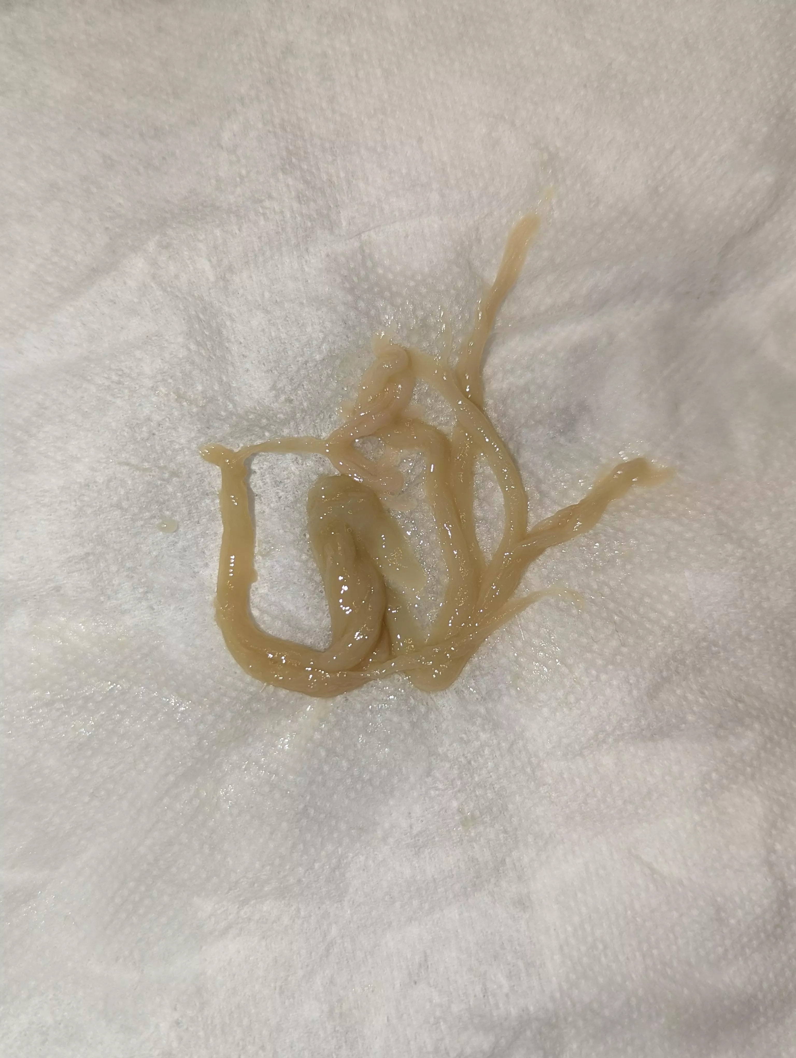 Just coughed up this lovely little nugget