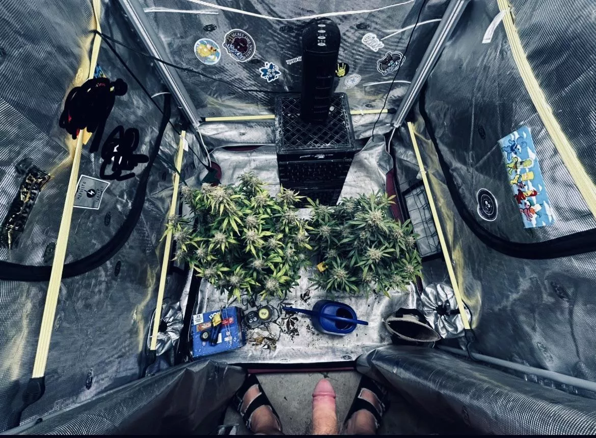 These babes are drying now. (m)✌️❤️🌲